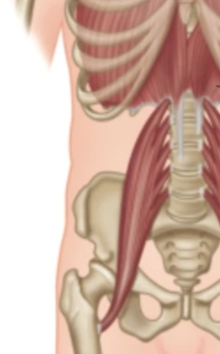 Psoas-Major-pic.png